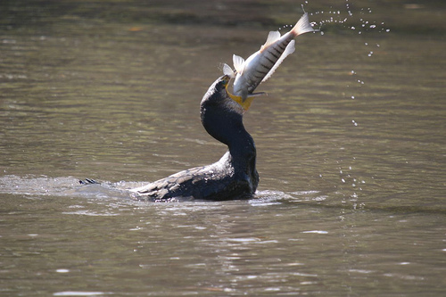 Bird Feeding Fish