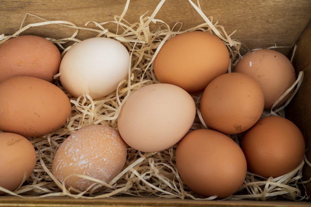 Should you refrigerate eggs before hatching?