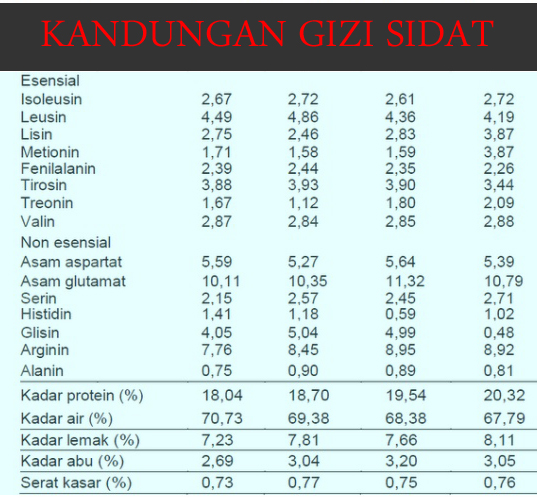 KANDUNGAN GIZI IKAN SIDAT ~ Juragan Sidat Ciamis