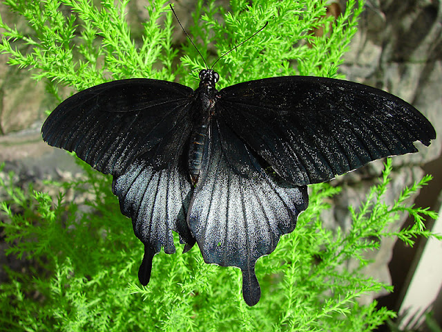 Black Butterfly