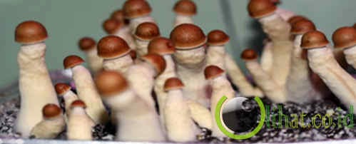 Psilocybe cubensis