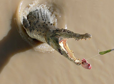 How to Feed Crocodile - Crocodile Feeding