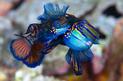 Beautiful Underwater Stunning Photos