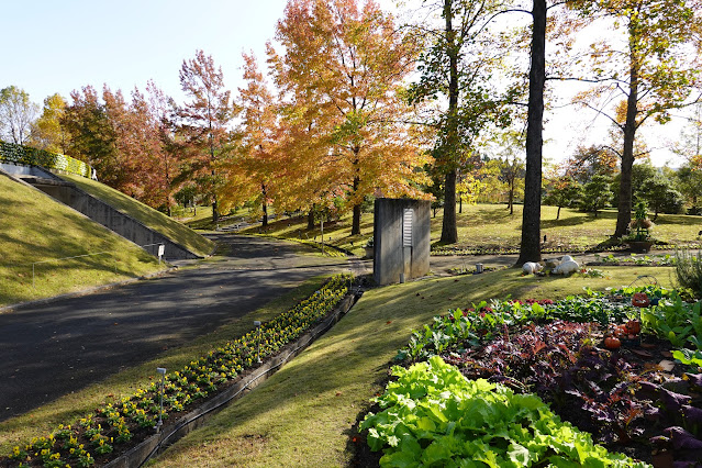 鳥取県西伯郡南部町鶴田　とっとり花回廊　木々の紅葉