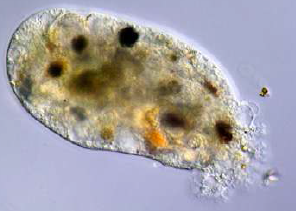 FSc Biology Part 1 XI 11th Chapter 7 The Kingdom Protista (or Protoctista) Notes Long Questions fscnotes0