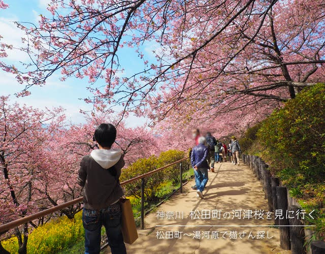 松田町の河津桜を見に行く