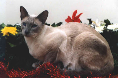 siamese cat personality