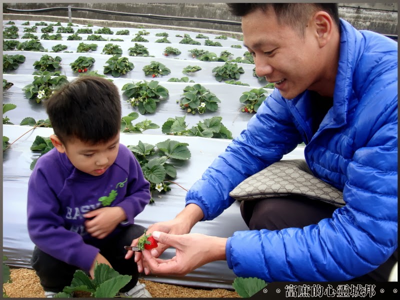 大湖草莓