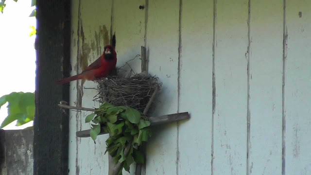 Cardinals Birds Nesting