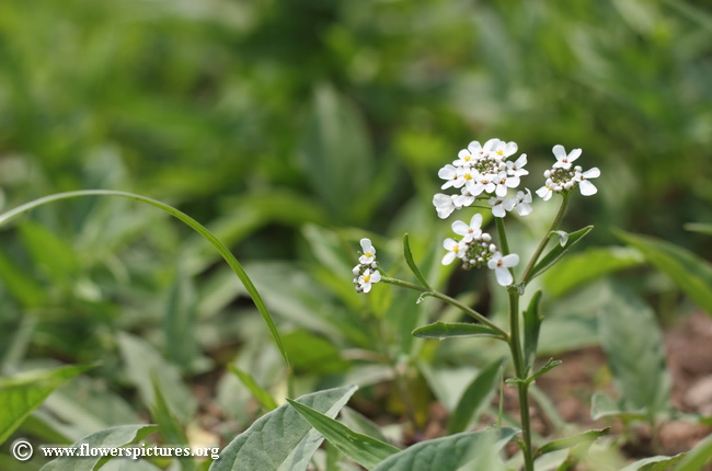  candytuft flower wallpaper 