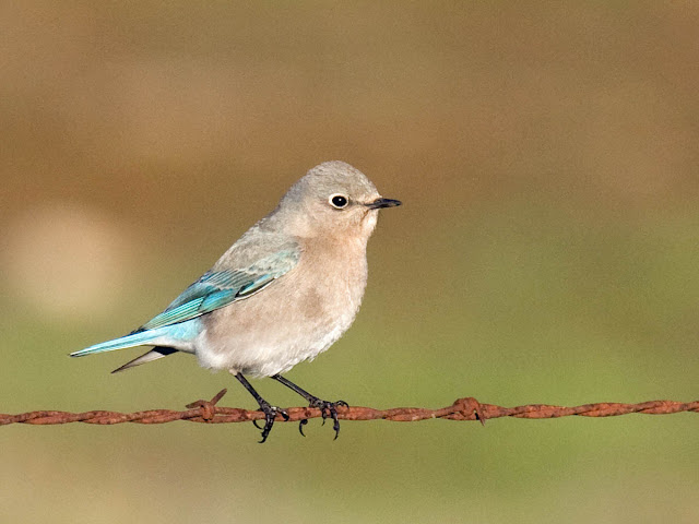 Mountain Bluebird