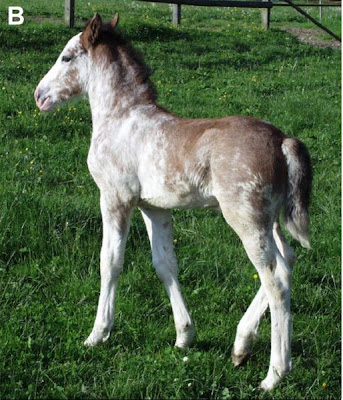 Bay dominant white foal