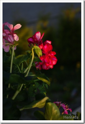 Henriette 057