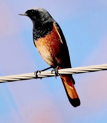 "Black Redstart Phoenicurus ochruros   - Male .Perched on wire"