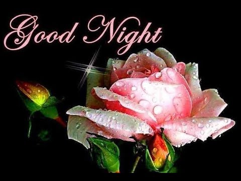 Beautiful Pink Rose Good Night Flower