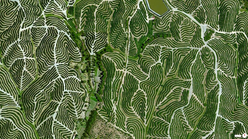 7. Vineyards, Huelva, Spain - 17 Breathtaking Satellite Photos That Will Change How You See Our World