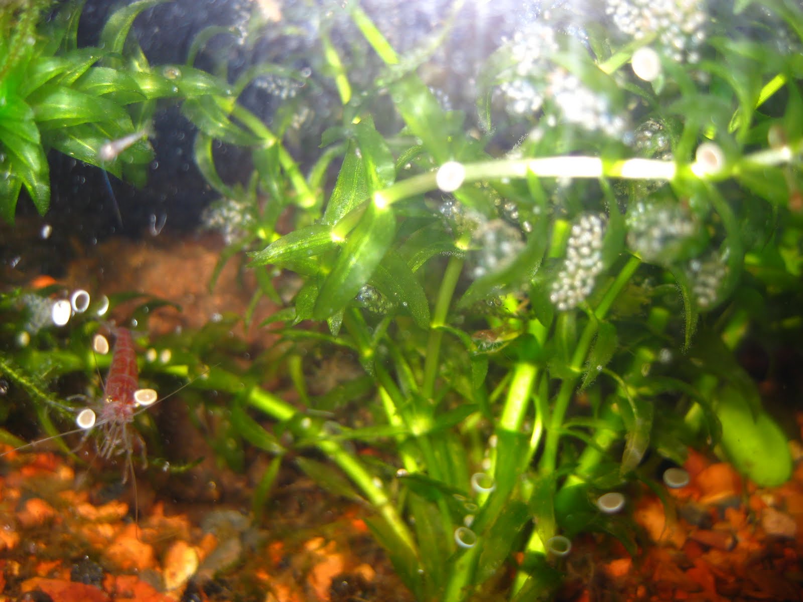 Collective Unconscious: Cherry Shrimp Eggs!!!