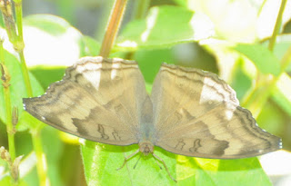 Chocolate Pansy (Junonia iphita horsfieldi)