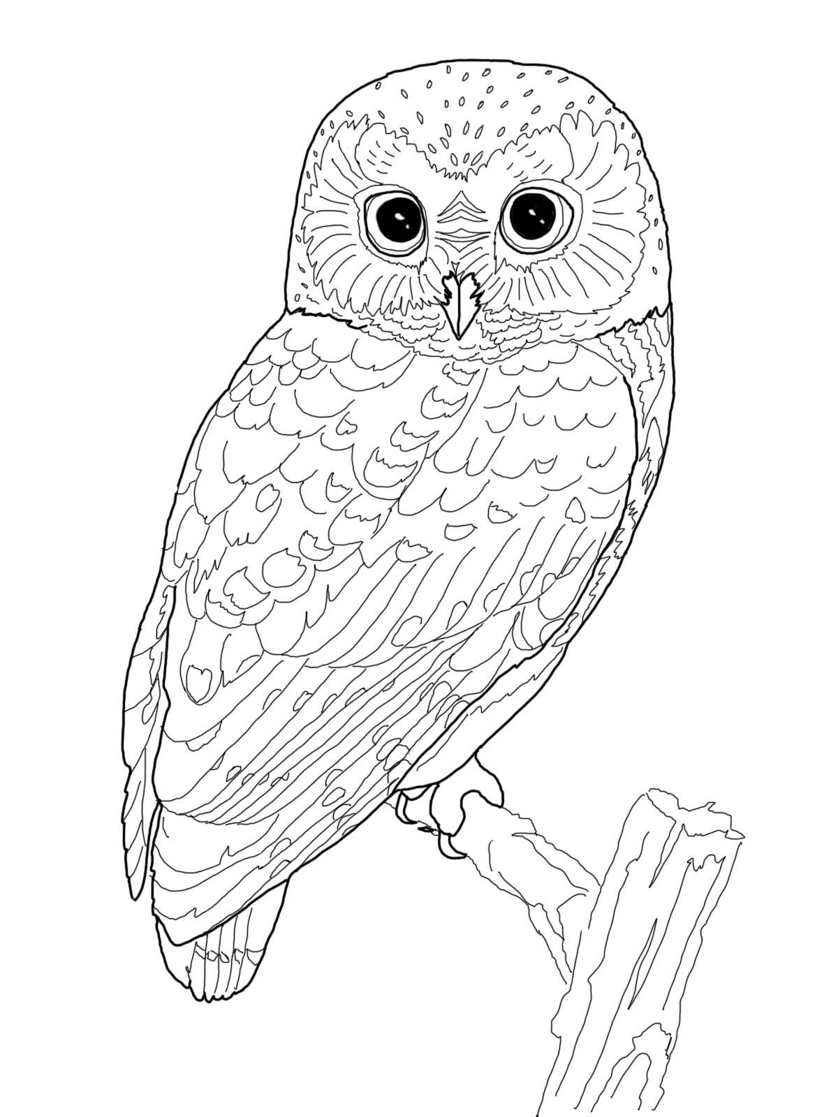 Coloring Pages Owl 1