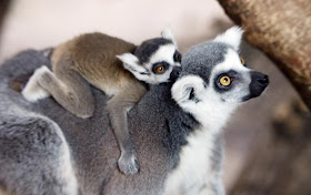 funny animal pics, animal photos, baby lemur aon mom's back