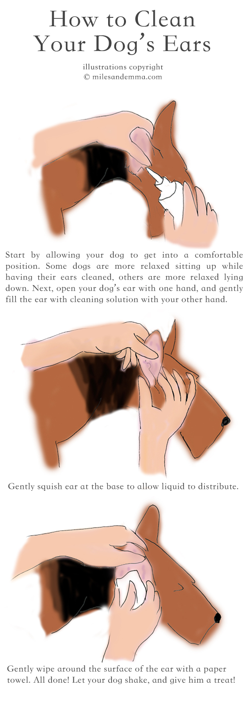 Miles & Emma Canine Ear Health Guide