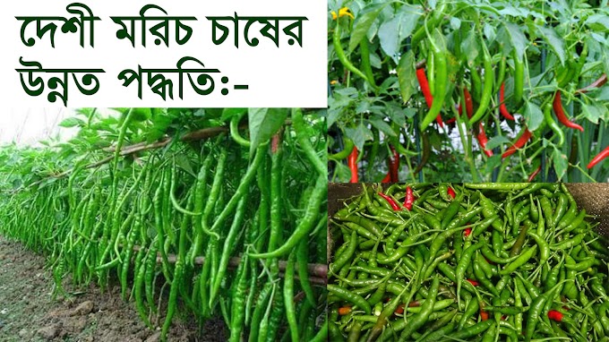 দেশী মরিচ চাষের উন্নত পদ্ধতি - কৃষিকার্য