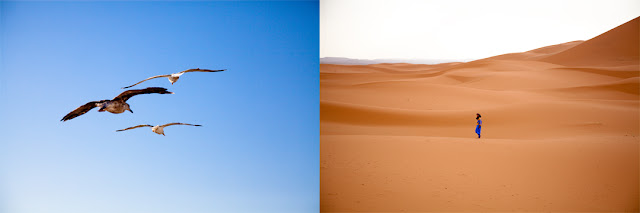 Morocco, Sahara, desert, bedouin, wandering, alone, flying, seagull, blue, sky, soaring