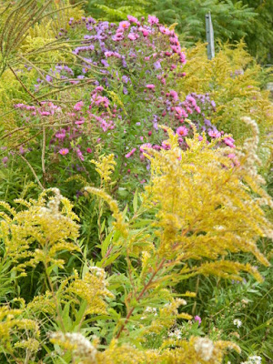 Autumn New England Asters and Goldenrod at the Toronto Botanical Garden's Woodland Walk by garden muses--not another Toronto gardening blog