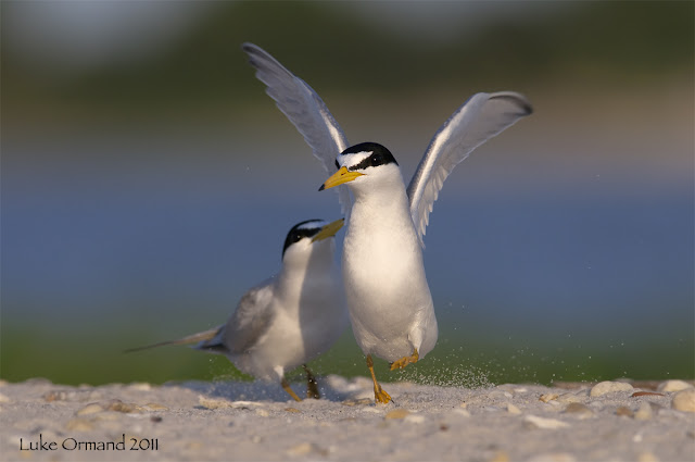 Least Terns Birds Pictures, http://st1cat.blogspot.com/