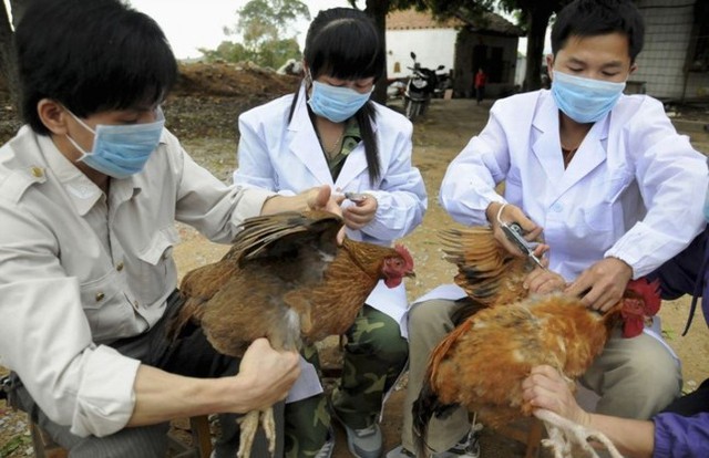 Phát hiện cúm A/H5N1 gây <a href=