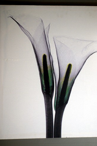 lily
