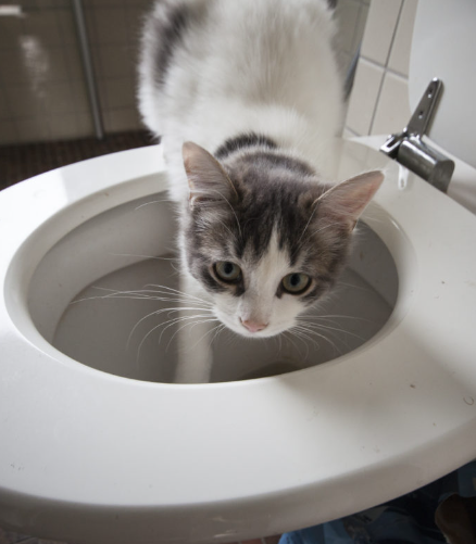 Should You Be Locking Cat In Bathroom At Night?