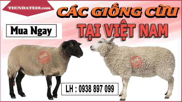 Các giống cừu nuôi phổ biến ở Việt Nam
