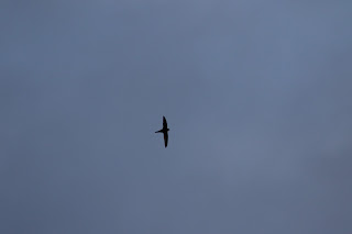 Common Swift