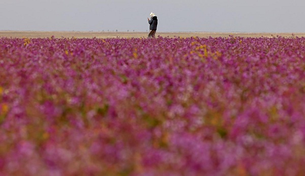 Bunga Lavender Terbentang Indah di Arab Saudi