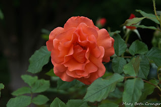 rose photo by mbgphoto