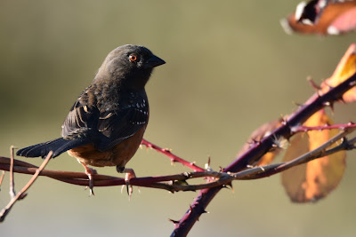 Spotted Towhee bird Trans Canada Trail.