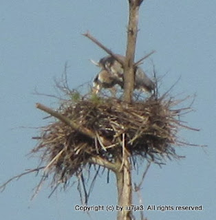 Great Blue Herons