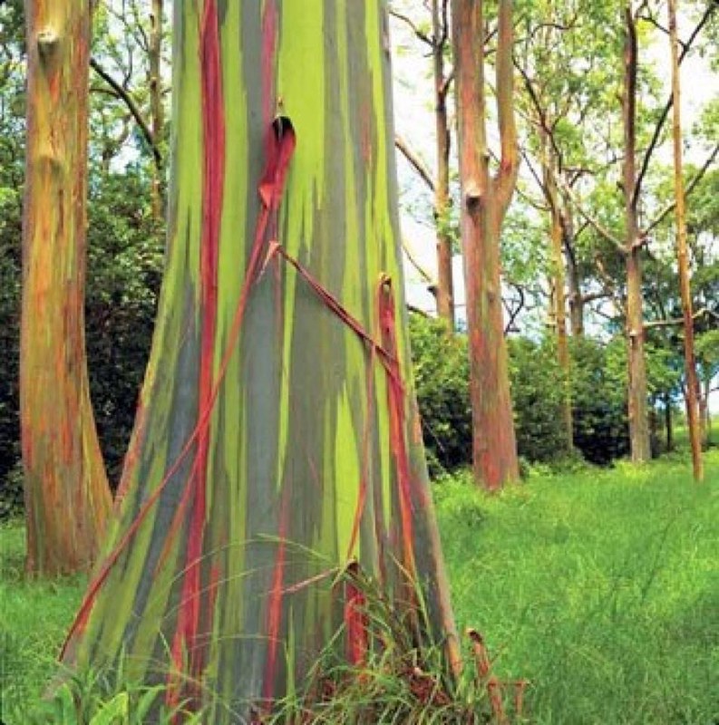 rainbow eucalyptus; rainbow eucalyptus tree; rainbow tree; eucalyptus deglupta; rainbow eucalyptus wood; rainbow eucalyptus wood; colorful tree; rainbow eucalyptus trees; rainbow eucalyptus maui; eucalyptus color; rainbow trees;