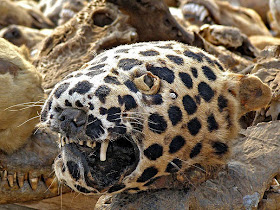 leopard head on voodoo fetish market