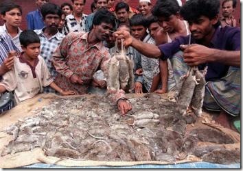 bangladeshi_rat_killer