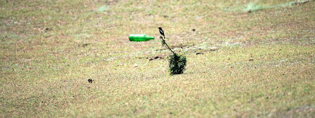 Birds Bhadra oriental magpie robin