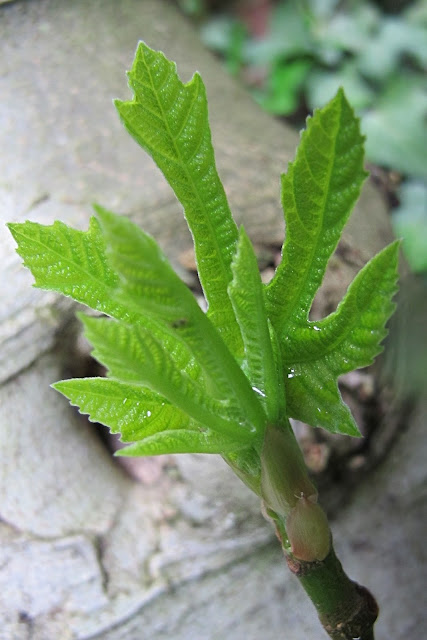 moois uit mijn tuin : april 2013