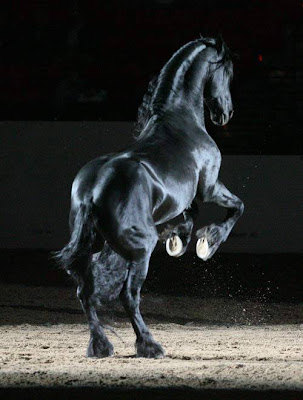 caballo negro parado en dos patas