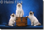 birman kittens picture