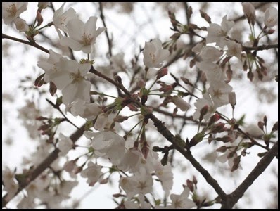cherryblossomd
