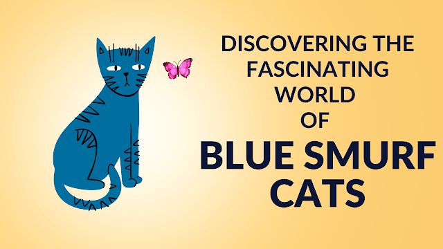 Discovering the Fascinating World of Blue Smurf Cats: A Comprehensive Guide