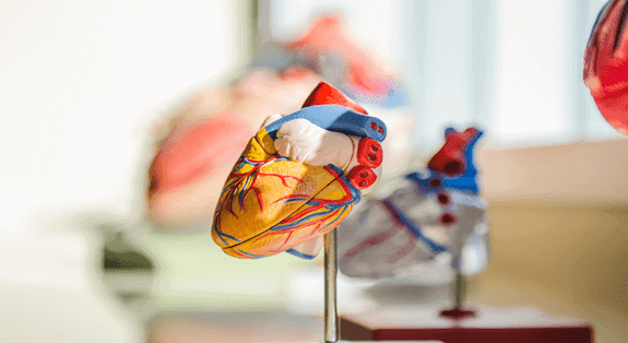 fungsi otot jantung bagi insan ialah [Lengkap] Pengertian, Ciri–Ciri, Fungsi, dan Cara Kerja Otot Jantung