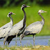 Demoiselle Crane Family