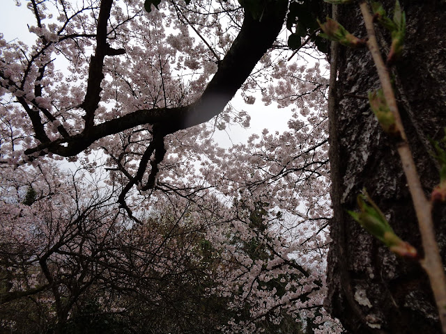 ホテル旬香大山リゾートの前のソメイヨシノ桜